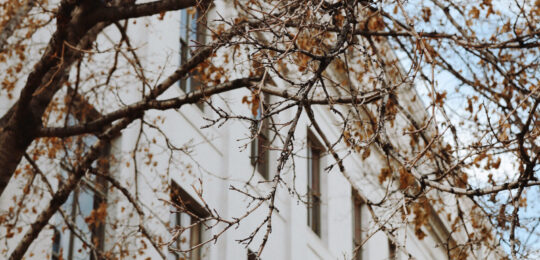 Tree with building in background