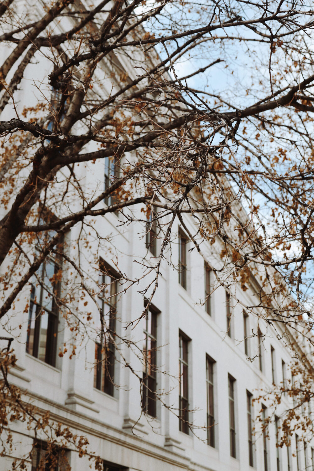 Tree branches in front of building