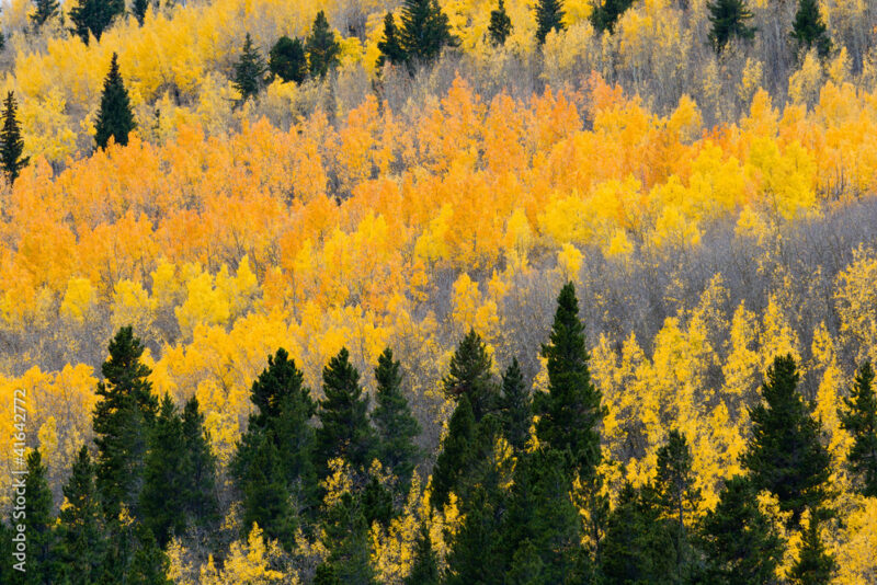 Aspen trees